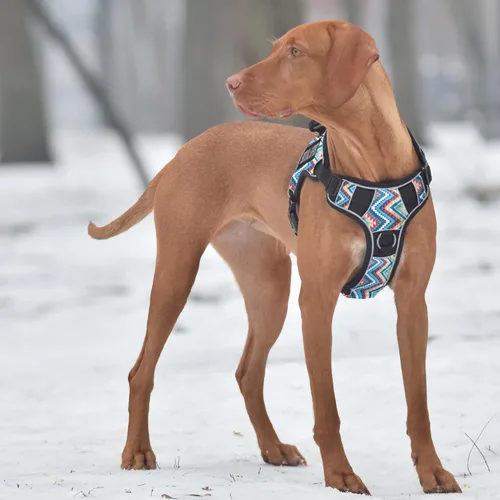 Vista 5 de Dogline Quest - Arnés para perro sin tirones con soporte emocional parches reflectantes extraíbles suave y cómodo chaleco para perro con hebilla