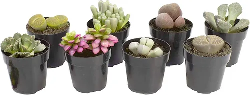 Vista 9 de Altman Plants, Mimicry - Plantas suculentas vivas (paquete de 4), Lithops plantas vivas para exteriores o interiores vivas, piedras vivas, plantas
