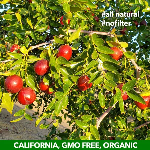 Vista 4 de JUJUME Jujubes Orgánicos Certificados por USDA Cultivados en California Frutas de Datil Rojo Clasificados Individualmente 3 Veces para Control