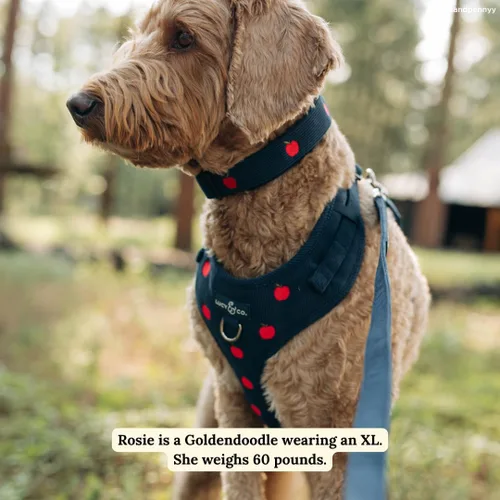 Vista 4 de Lucy & Co. Appley Ever After - Arnés de pana para perro, sin tirones, talla Appley Ever After Corduroy