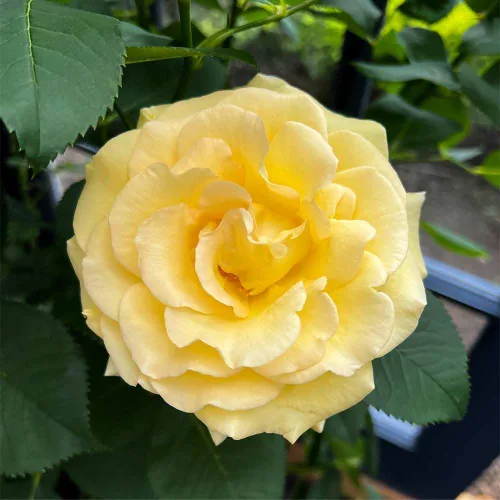 Vista 6 de Heirloom Roses Yellow Rose Bush - Robert Bruce Planta amarilla viva para plantar al aire libre