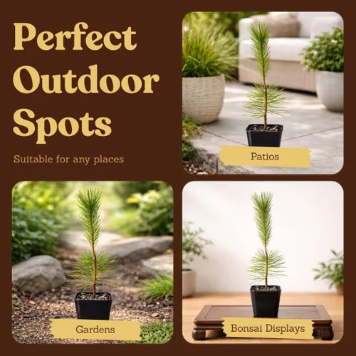 Vista 6 de My Shelfie - Árbol bonsái de pino negro japonés, árbol bonsái alto, plantas vivas para jardín exterior o interior, maceta de 2 pulgadas