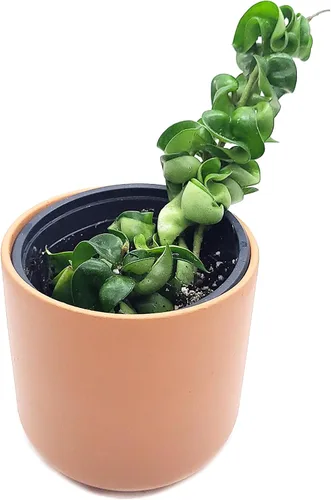 Vista 5 de Hoya Hindu Rope Planta de interior viva de 4 pulgadas en maceta o Hoya Carnosa Compacta Easycare Plant Purificador de aire natural Cultivado