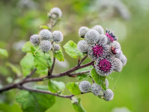 Vista 4 de 200 Great Burdock Arctium Lappa (Bardana comestible/Botones de Bardana/Botones de mendigo) Semillas de flores de HERB
