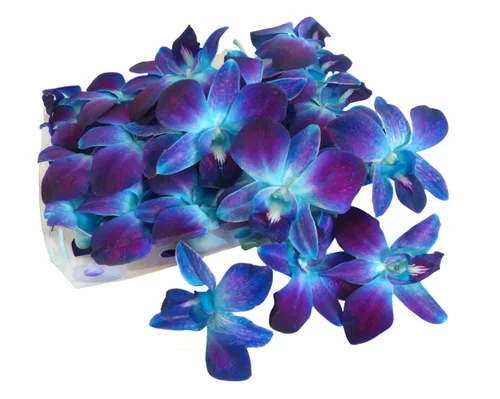 Vista 5 de Miami Fresh Orchid Flower OrchidClub USA Sunne Tropical Loose Bloom Head DIY Lei Food Drink Decor BLUE (50 AZUL BEBÉ)