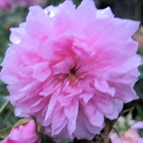 Vista 7 de Caldwell Pink Rose Bush - Raíz antigua reliquia propia - Rosa Hybrid - Planta viva - Flor doble perpetua fragante - Emerald Goddess Gardens