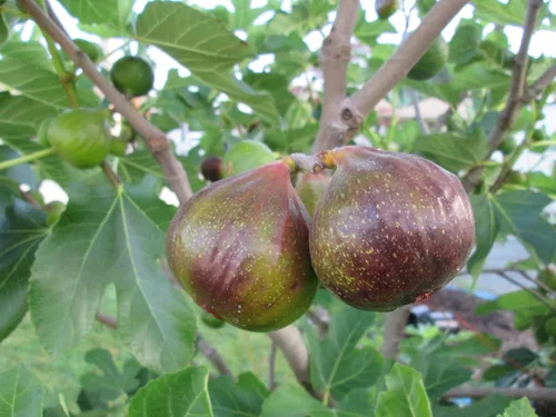 Vista 3 de Higuera olímpica - 3 plantas de inicio vivo - Ficus Carica - Árbol frutal comestible para el patio y el jardín