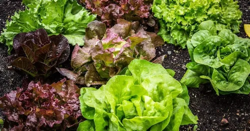 Vista 3 de Mezcla de lechuga de interior 25 días para ensalada Vegetales sin OMG para plantar 1000 semillas
