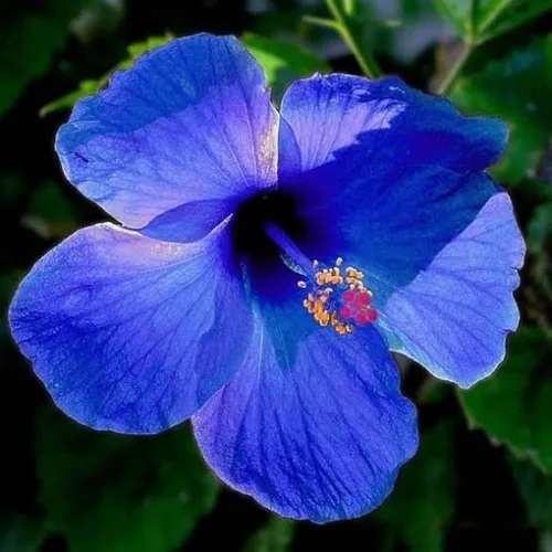 Vista 4 de Más de 200 semillas de flores de hibisco para plantar, plantas exóticas perennes frescas, semillas de bonsái, flores gigantes, plantas tropicales