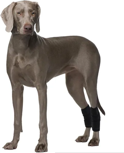 Vista 9 de ROZKITCH Protector de patas de perro para articulación trasera de corvejón o rodilla de pierna delantera, 1 par de mangas de compresión de piernas