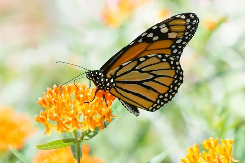 Vista 9 de TKE Farms & Gardens - Semillas de algodoncillo de mariposa para plantar, más de 100 semillas de reliquia no transgénica, cultiva flores naranjas