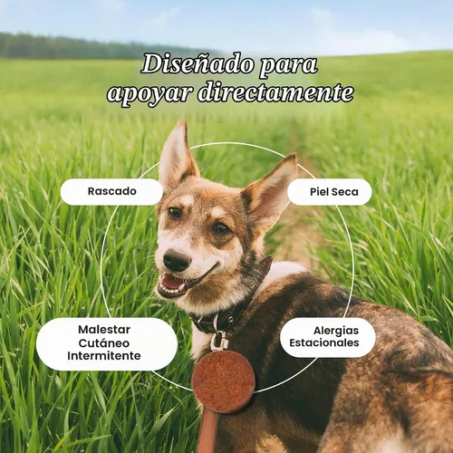 Vista 4 de PetLab Co. - Masticables para aliviar la picazón para perros, 30 masticables suaves, cerdo Omega 3-6-9, cúrcuma y miel para apoyar la piel seca