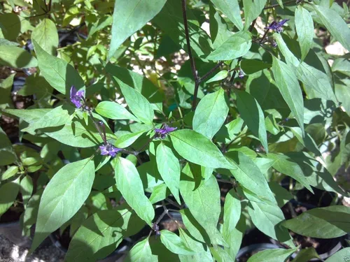 Vista 2 de Black Chiltepin Seeds,(Chiltepin Pima Bajo)- SUPER CALIENTE - Muy poco común
