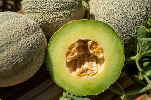 Vista 7 de Plant Good Seed Semillas orgánicas de melón helado – Paquete de 35, semillas de reliquia para plantar frutas, verduras, suministros de jardinería