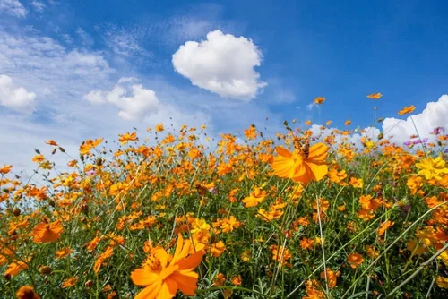 Vista 3 de Klondyke - Semillas de flores cosmos de azufre naranja para plantar, más de 100 semillas por paquete, semillas de jardín de Isla