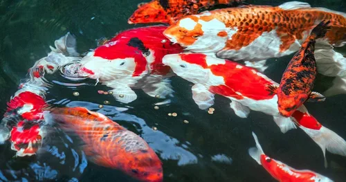 Vista 2 de Sera Koi Professional Color Spring & Fall 17.64 oz Alimento de pescado koi fácilmente digerible para estanques Gránulos flotantes premium