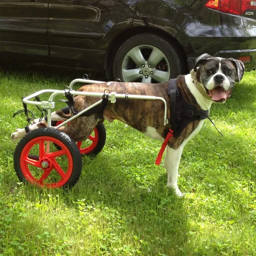 Vista 4 de Best Friend Mobility Silla de ruedas estándar para perros con soporte trasero FML Elite, grande