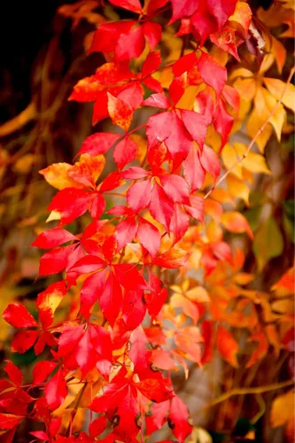 Vista 3 de Virginia Creeper Seeds - 50+ Semillas - Parthenocissus quinquefolia