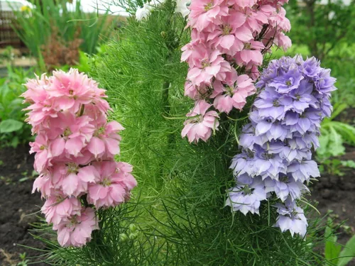 Vista 3 de Semillas Enanas Larkspur Mix- Bajo Delphinium - Flores anuales para plantar - Sin OMG