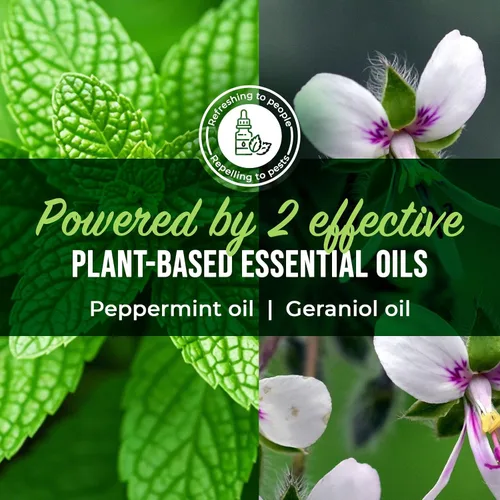 Vista 4 de Spray repelente de arañas con aceite de menta de Mighty Mint – Control natural de insectos para interiores y exteriores para arañas e insectos