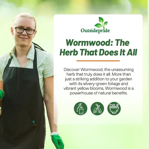 Vista 5 de Outsidepride Semillas de ajenjo - 5000 piezas. Perenne, fácil de cultivar y tolerantes a la sequía, semillas de hierbas para plantar aromáticas