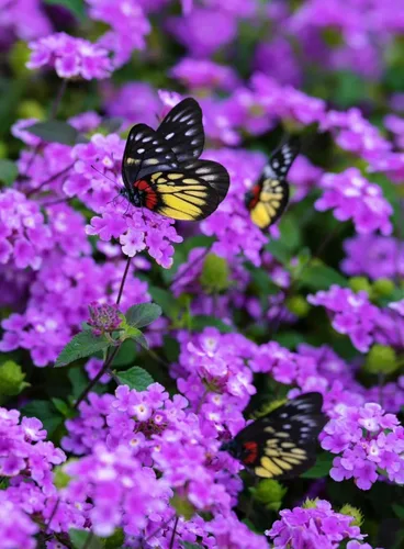 Vista 3 de 250 semillas de Lantana - Flores degradadas multicolor, arbustos de jardín tolerantes al calor y a la sequía, floración larga y bajo mantenimiento