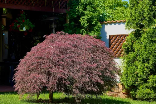 Vista 5 de 10 INABA SHIDARE Maple Weeping Red Laceleaf Japanese Acer Palmatum Dissectum Tree Seeds