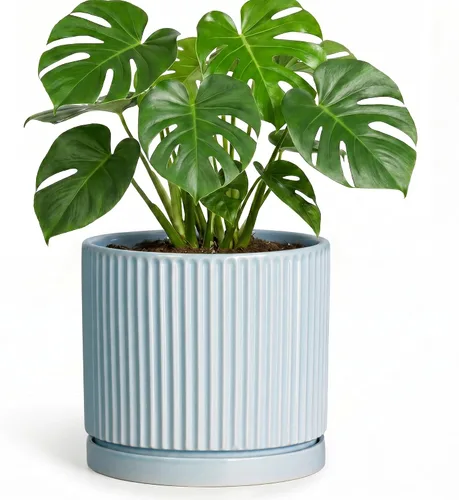 Vista 55 de 8 Inch Flower Pot, Ceramic Planters, Round Plant Pot, Beige