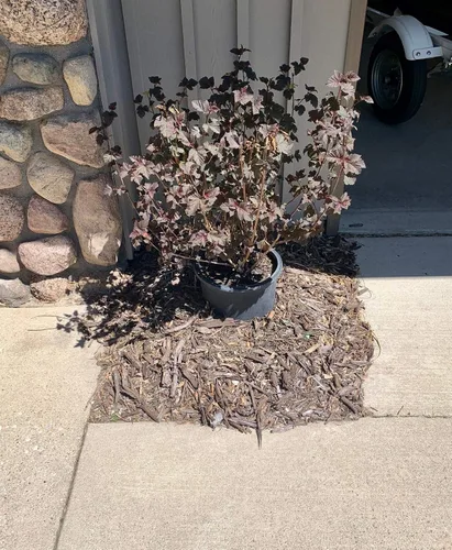 Vista 5 de Borde de metal de grado profesional que proporciona un borde limpio entre tu césped, mantillo, jardín o cama de flores, fácil de instalar, 4