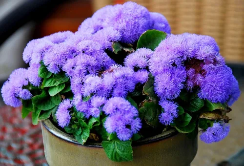Vista 4 de Ageratum Blue Ageratum houstonianum - Semillas de jardín de visón azul para plantar más de 400 semillas