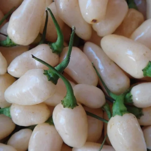 Vista 3 de 1141A-Semillas de pimienta habanero blanca peruana (Capsicum chinense) de Robsrareandgiantseeds UPC0764425787655 Super Hot Non-GMO,Organic,Historic