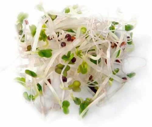Vista 4 de Semillas de brócoli sin OMG para brotar brotes Microgreens (8oz de Pure Seed (40000+Semillas)). Marca Country Creek LLC.