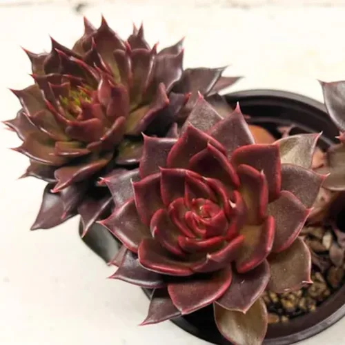 Vista 2 de Echeveria Suculents - Plantas vivas para cultivar, suculentas de Echeveria vivas, plantas de Echeveria vivas, suculentas de Echeveria vivas, maceta