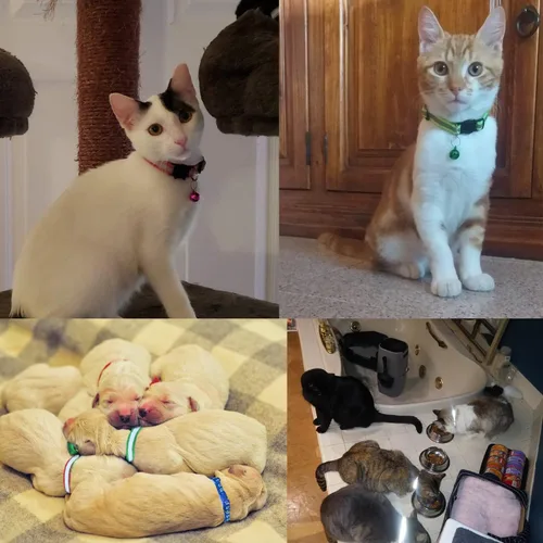 Vista 4 de 18 piezas de collares reflectantes para gatos con campana ajustable de 19-32 cm, collares de identificación ajustables y separables de nylon suave