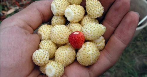 Vista 3 de Seeds Wild Alpine Strawberry Red & Yellow Seed Mix 100 semillas para plantar plantas perennes sin OMG