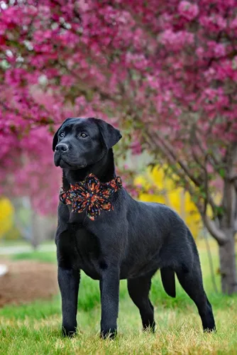 Vista 73 de Collar de perro Lionheart Glory, collar de perro rosa con flor, lindo collar para mascotas con patrón floral ajustable para perros pequeños Rosado