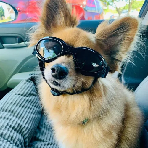 Vista 6 de Gafas de sol para perros de raza media, protección ocular para perros medianos, resistentes al viento, color negro