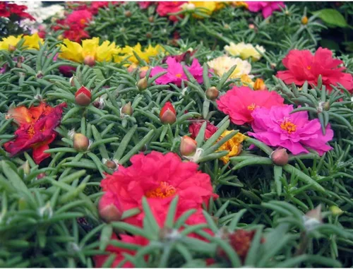 Vista 5 de 10000 semillas mixtas de musgo rosa - HOA Mười Giờ - también conocidas como Portulaca Grandiflora Mix, Moss-Rose Purslane, Once en punto, tolerantes