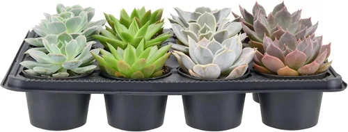 Vista 3 de Arcadia Garden Products Mini suculentas variadas en vivo en maceta de cultivo de 2 pulgadas, paquete de 12, verde (LV66). No se puede enviar a