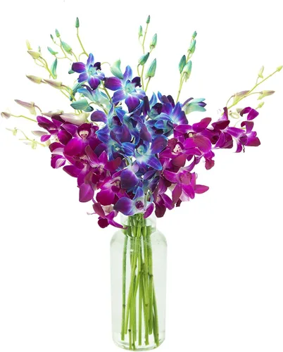 Vista 16 de Kabloom 10 Tallos Blue Valentine Dendrobium orquídeas, 2.5 libras