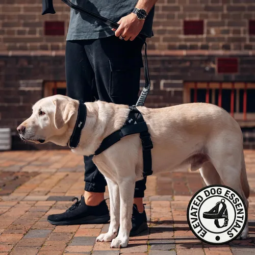 Vista 4 de Dog Friendly Co. Correa clásica para perro Sin tensiones, resistente a los golpes, evita sacudidas, mantiene el control Material impermeable