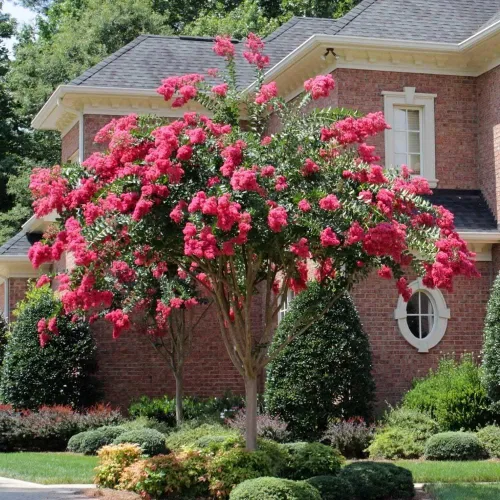 Vista 2 de Crape Myrtle Tonto 3 plantas vivas Flores rojas fucsias/rosas, planta viva premium, arbusto ornamental para cautivadores acentos de jardín