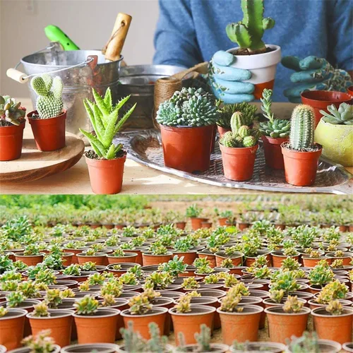 Vista 6 de 100 macetas de plástico de 8 pulgadas reutilizables para suculentas, plántulas, esquejes, trasplantes, plántulas, macetas de plástico con agujeros