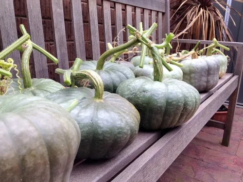 Vista 5 de Semillas Calabaza Queensland Blue Giant Halloween Rare Non-GMO Vegetal para plantar