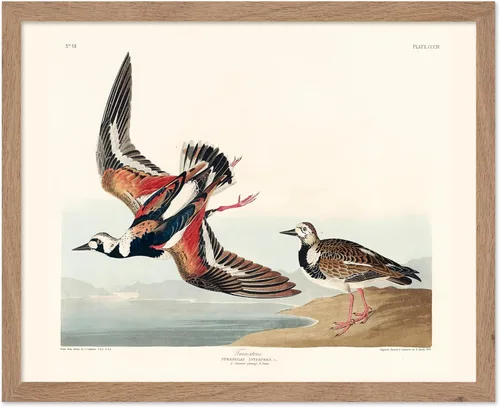 Vista 75 de Poster Master Póster vintage de James Audubon – Impresión retro de amargo americano – Arte de aves de América – Regalo para hombres, mujeres