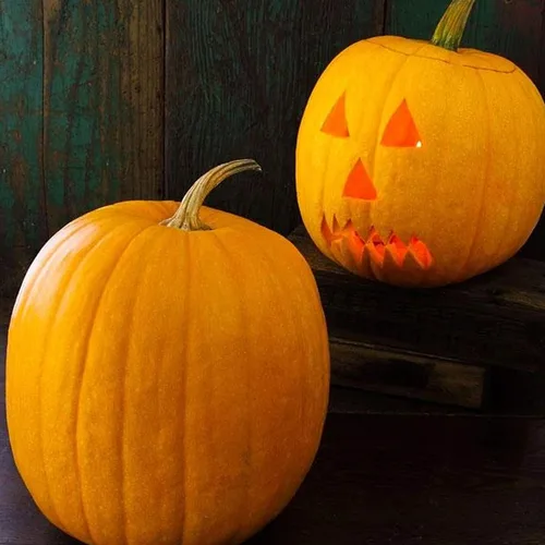 Vista 3 de Semillas de calabaza orgánicas a granel (1 libra)