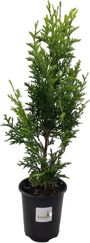Vista 8 de Árbol arborvitae gigante verde Thuja de 3 pulgadas