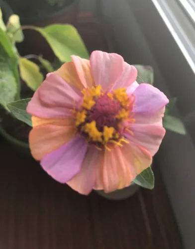 Vista 3 de Planta de semillas de flor de zinnia mixta 5G