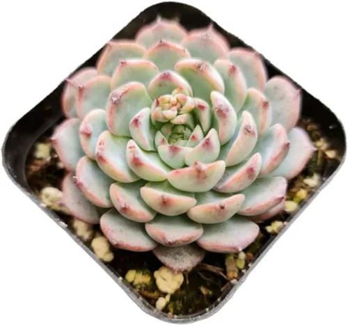 Vista 18 de Plantas de cactus suculentas vivas (2 pulgadas Opuntia Microdasy Golden Swirl Monstrose)