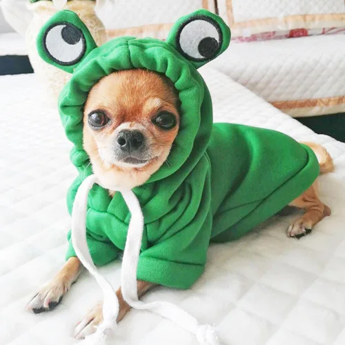 Vista 5 de ANIAC Ropa divertida para mascotas para perros pequeños, gatos, hembras, machos, cachorros, sudadera cálida con capucha para perros, abrigo con Verde